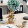Денежное дерево на рабочем столе руководителя